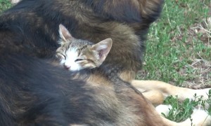 Adorable cuddly friendship forms between this cat and dog