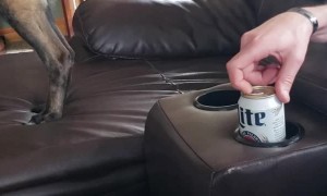 Dog Gets Back at Dad