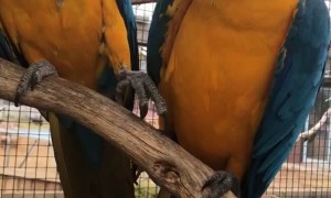 Sweet Macaw Partners Holding Hands