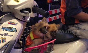 Moped taxi driver in Thailand brings his puppies to ride along with him while he works