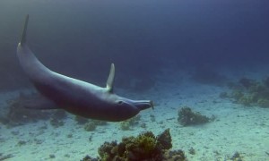 Dolphin Invites Diver to Join in Ocean Game