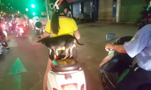 Precious Pup Takes a Night Time Motorcycle Ride