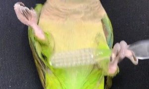 Parrot Pampers Itself