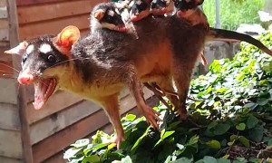 Opossum Family Traveling Along a Fence