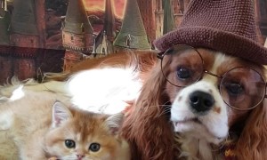 Dog and Cat Duo Dress Hogwarts Style