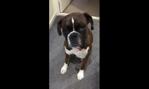 Boxer dog wants to take a rain check on bath time