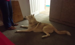 Husky vocally argues with owner when it's time to take shower