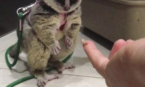 Bush Baby Just Couldn't Eat Another One