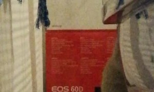 Rat Plays Peek-a-boo