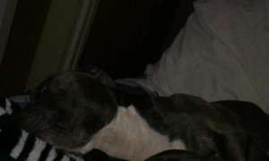 Dozing Doggy Takes a Tumble