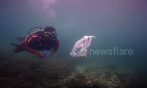 Scuba divers team up with Forest officials to clean Indian seas of garbage