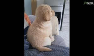 Puppy absolutely loves to watch cartoons in the morning
