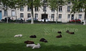 This park in Paris uses sheep instead of lawnmowers