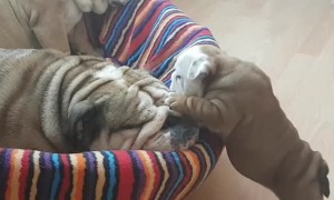 Bulldog puppy wants to play but mom just wants to sleep
