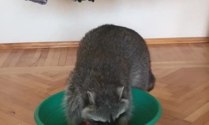 Laundry Day for This Raccoon