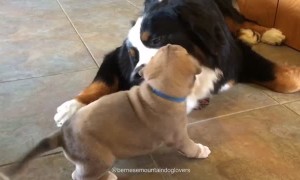 Bernese Mountain Dog adorably befriends 4-week-old puppy