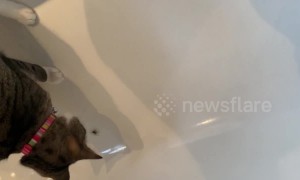Cat chases spider for scared owner before eating it