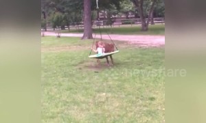 Playful calf gives little girl the best swing ride ever