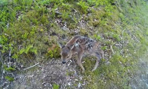 Runners encounter a precious newborn baby deer on a trail