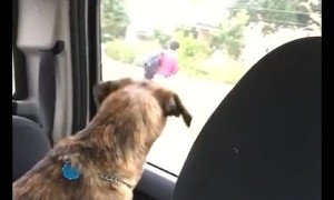 Dog cries every time mom drops son off at school