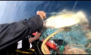 Sailors rescue turtle trapped in fishing net in Arabian Sea
