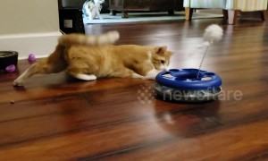 Hilarious moment cat tries and FAILS to get a ball out of its toy