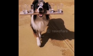 "Your order, sir?" Dog balances five glasses of water while walking straight ahead