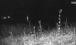 Alligator Tries to Eat Security Camera