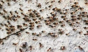 Huge 20-metre termite train weaves across the ground in Thailand