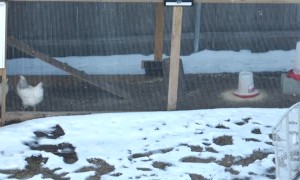 Chickens Chase Laser Pointer
