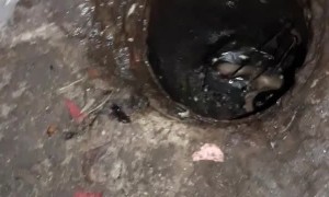 Kittens Rescued from Drainpipe Dilemma