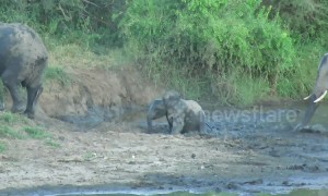Young elephant falls face-first into the mud while struggling through slippery crossing