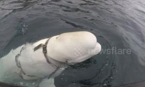 Beluga whale spotted in Norwegian waters in mystery harness