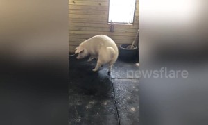 Greedy pig from New York farm steals milk from calf