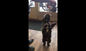 'Dancing' Cockoapoo shows off 'Riverdance' moves on his hind legs