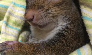 Handicapped Squirrel Finds Loving Family