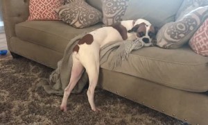 Dog who's not allowed on couch hilariously bends the rules
