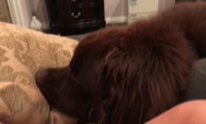 Dog adorably returns stolen pillow then tries stealing it right back