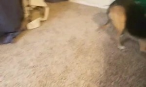 Dog Hides Whenever She Thinks it's Bath Time