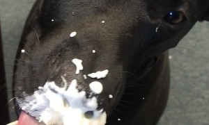 Doggy Devours Drink