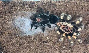 Tarantula's Time-lapsed Transformation