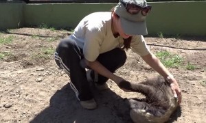 Woman cuddles with the world's most fearless animal