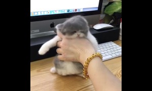Spa day! Fluffy kitten gets dried after getting his first shower