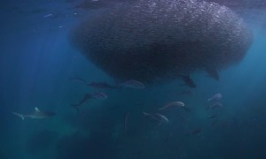 Sharks Feeding on Ball of Baitfish