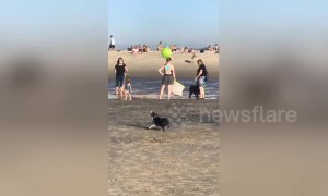 US dog backflips over and over while head-butting a beach ball