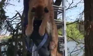 Cougar gets saved from a tree in British Columbia