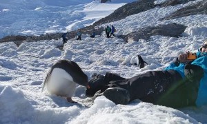Antarctic Selfie with a Baby Gentoo Penguin