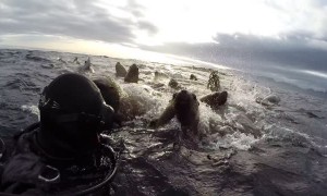 Sea Lions as Far as the Eye Can See