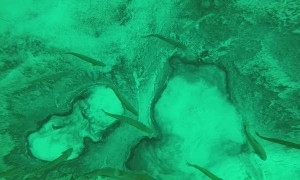 Amazing Undulating Underwater Phenomenon