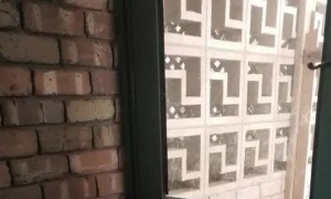 Staffy's Stuck in a Sticky Situation